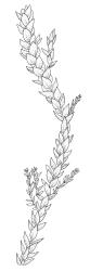 Warnstorfia fluitans “calliergidium” growth form, habit. Drawn from J.K. Bartlett 23375, CHR 348341.
 Image: R.C. Wagstaff © Landcare Research 2014 